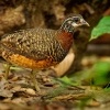 Koroptev sabazska - Tropicoperdix graydoni - Sabah Partridge o1793